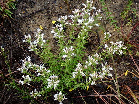 {Liatris elegans var. elegans}